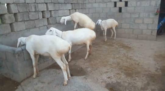 5 TURKY NASAL K SHEEP FOR SALE IN TALAGANG