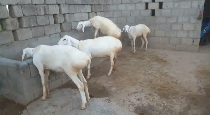 5 TURKY NASAL K SHEEP FOR SALE IN TALAGANG — photo 2