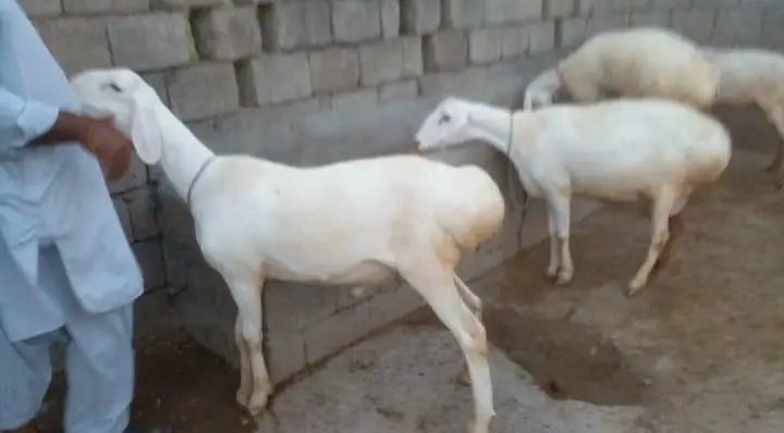 5 TURKY NASAL K SHEEP FOR SALE IN TALAGANG — photo 3