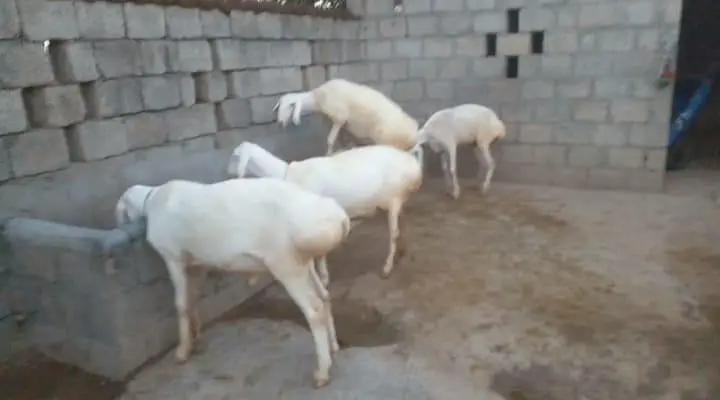 5 TURKY NASAL K SHEEP FOR SALE IN TALAGANG — photo 4