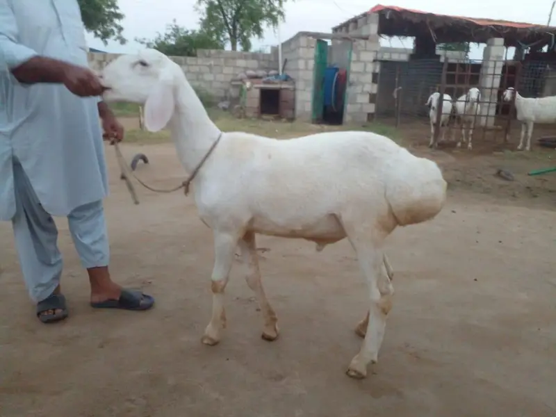 5 TURKY NASAL K SHEEP FOR SALE IN TALAGANG — photo 5