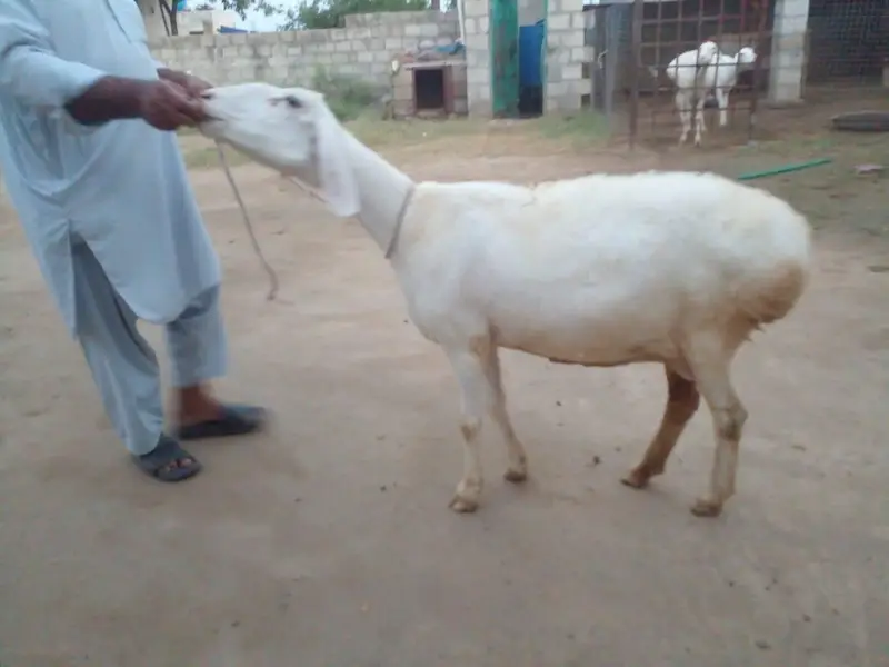 5 TURKY NASAL K SHEEP FOR SALE IN TALAGANG — photo 6