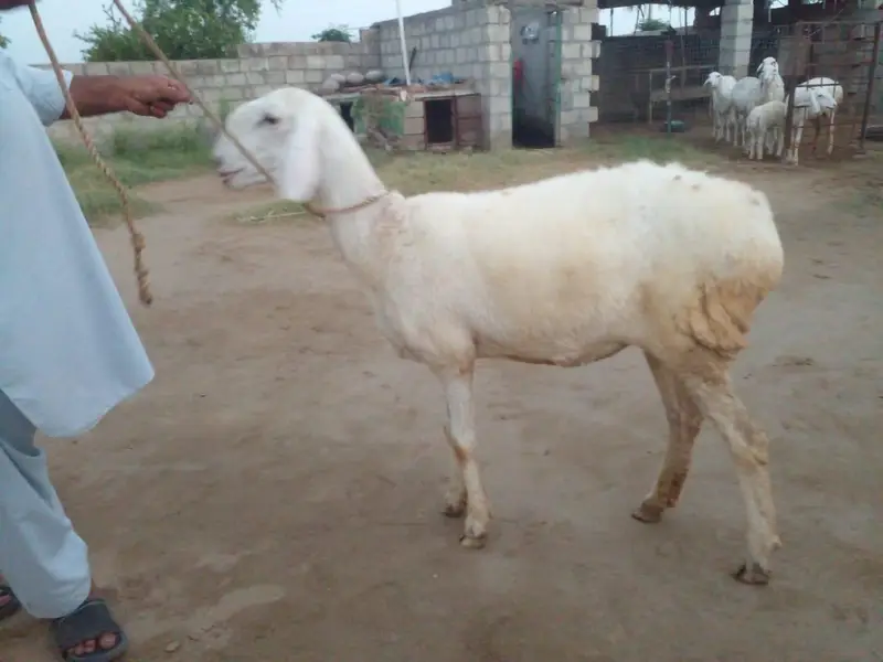 5 TURKY NASAL K SHEEP FOR SALE IN TALAGANG — photo 7