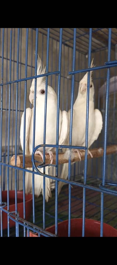 Parrots