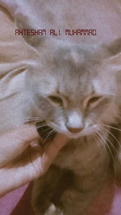 Gray Turkish angora