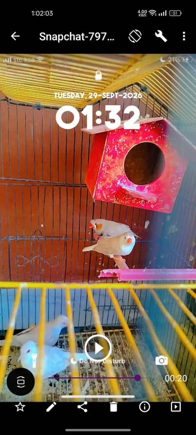 finch