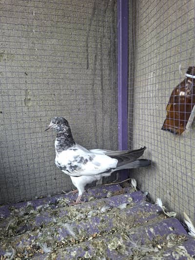 quality high flyer chicks for sale 800 per piece