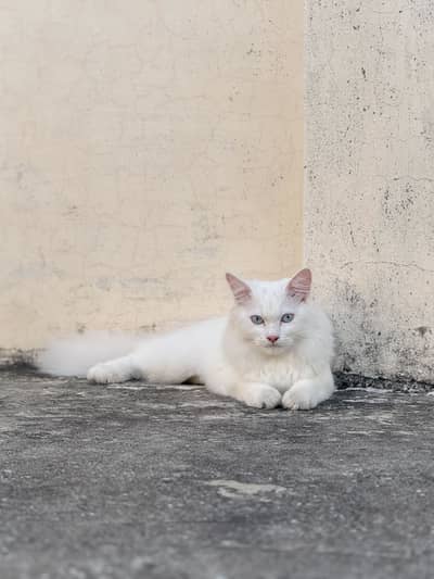 Triple coated Persian Cat Blue Eyes