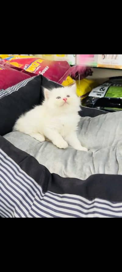 persian cat for sale