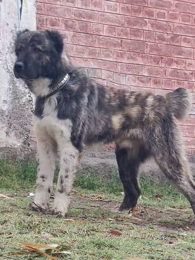 alabai security dog 5 month male for sale heavy bone