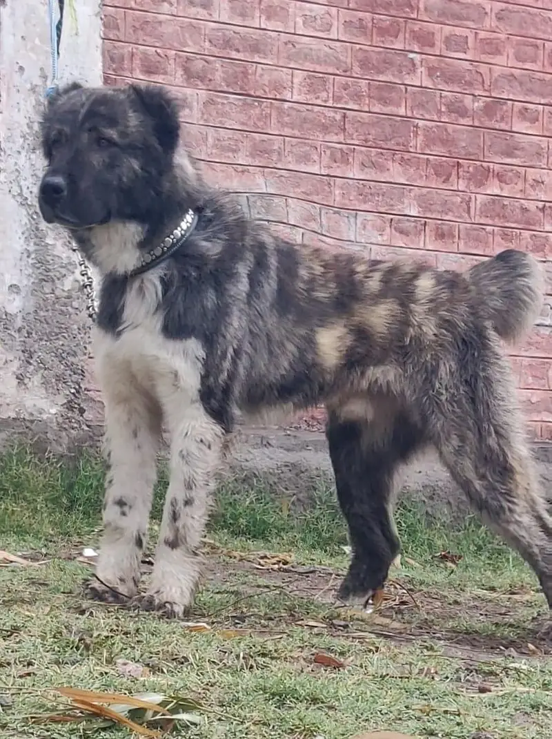 alabai security dog 5 month male for sale heavy bone — photo 2