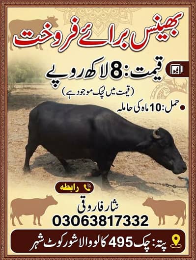 گبھن بھینس ھے