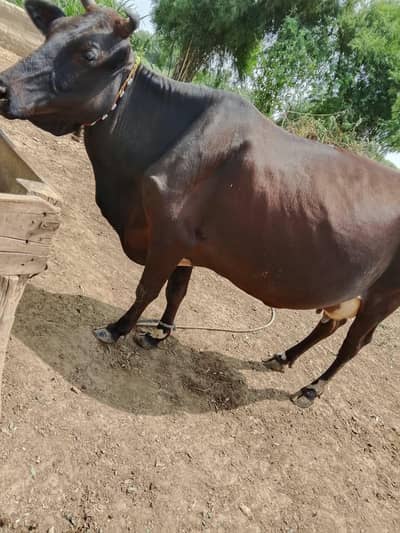 گائے برائے فروخت