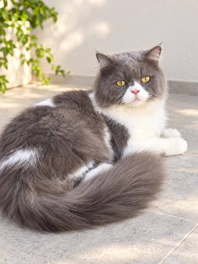 Beautiful Bi-Color Grey & White Doll Face Persian Cat