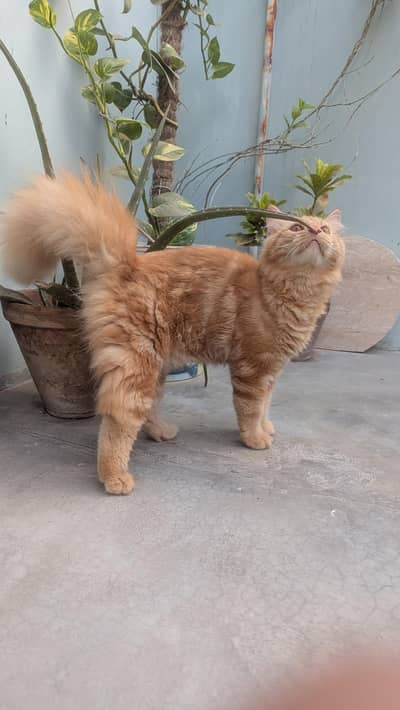Persian male with heavy bone