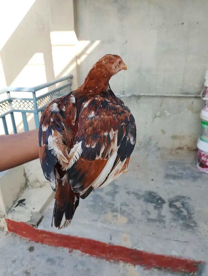 aseel chuza — photo 2
