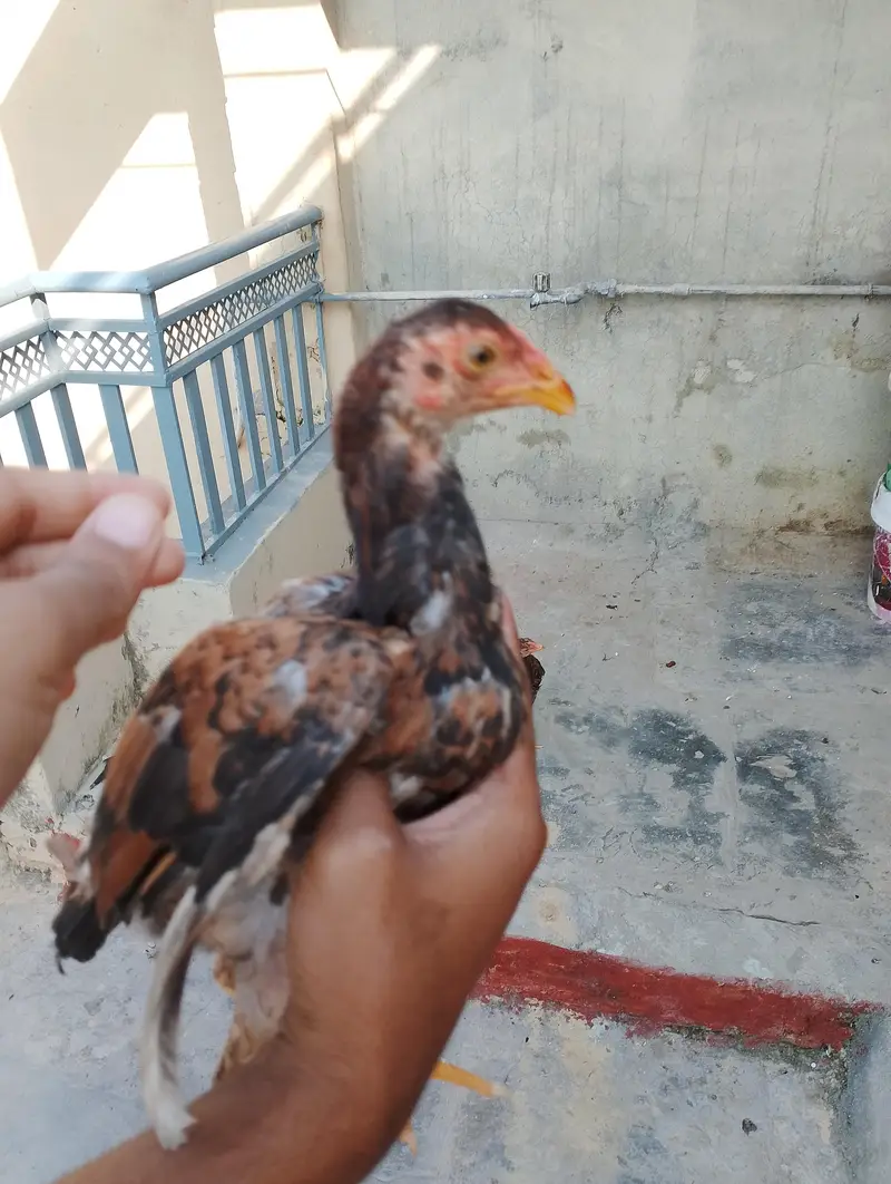 aseel chuza — photo 3