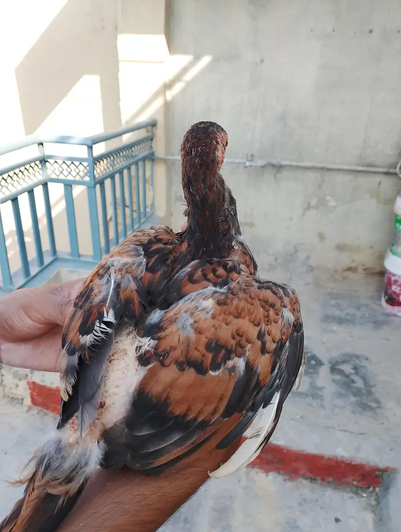 aseel chuza — photo 4