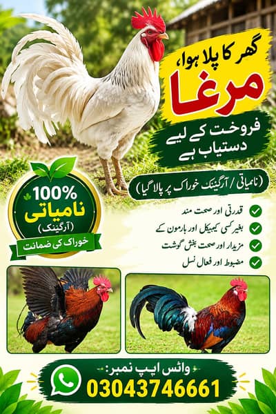 Dasi murga
