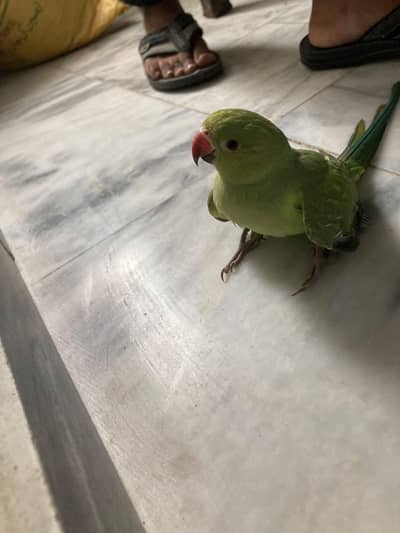 Green Ringneck / Raw Parrot for Sale – Healthy & Active