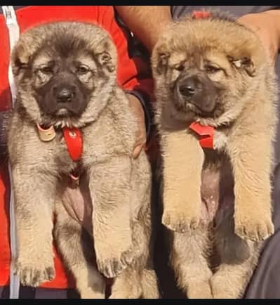 Turkish kangal security dog 3 month pair for sale heavy bone