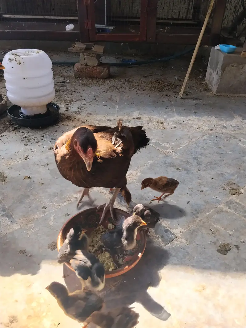 Aseel Murgi 8 chicks — photo 2