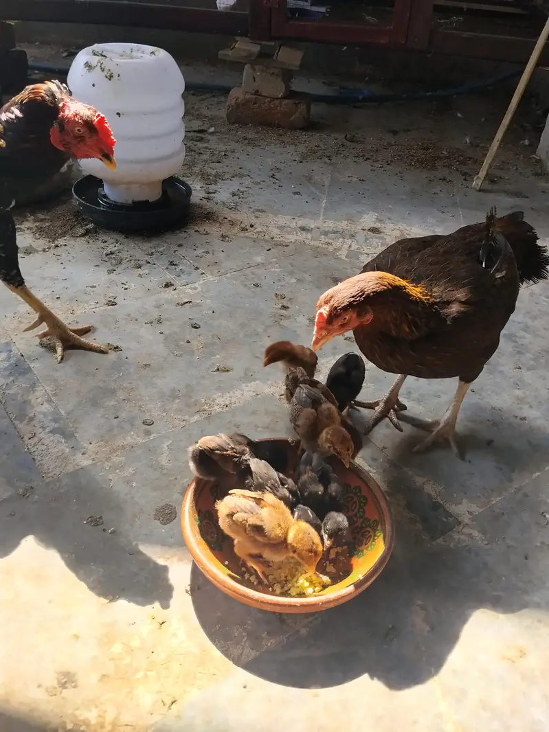 Aseel Murgi 8 chicks — photo 3