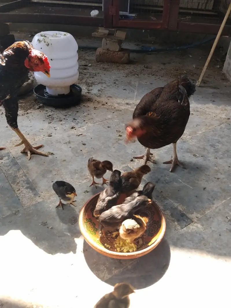 Aseel Murgi 8 chicks — photo 4