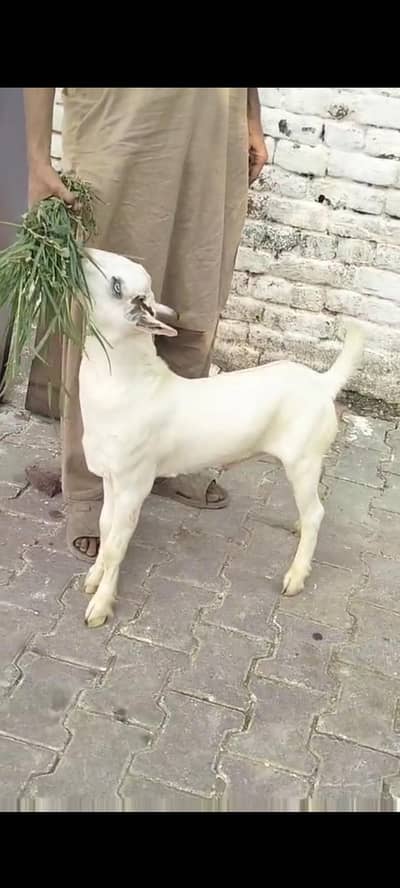 Pure Gubali Teda male kid# 03274116585