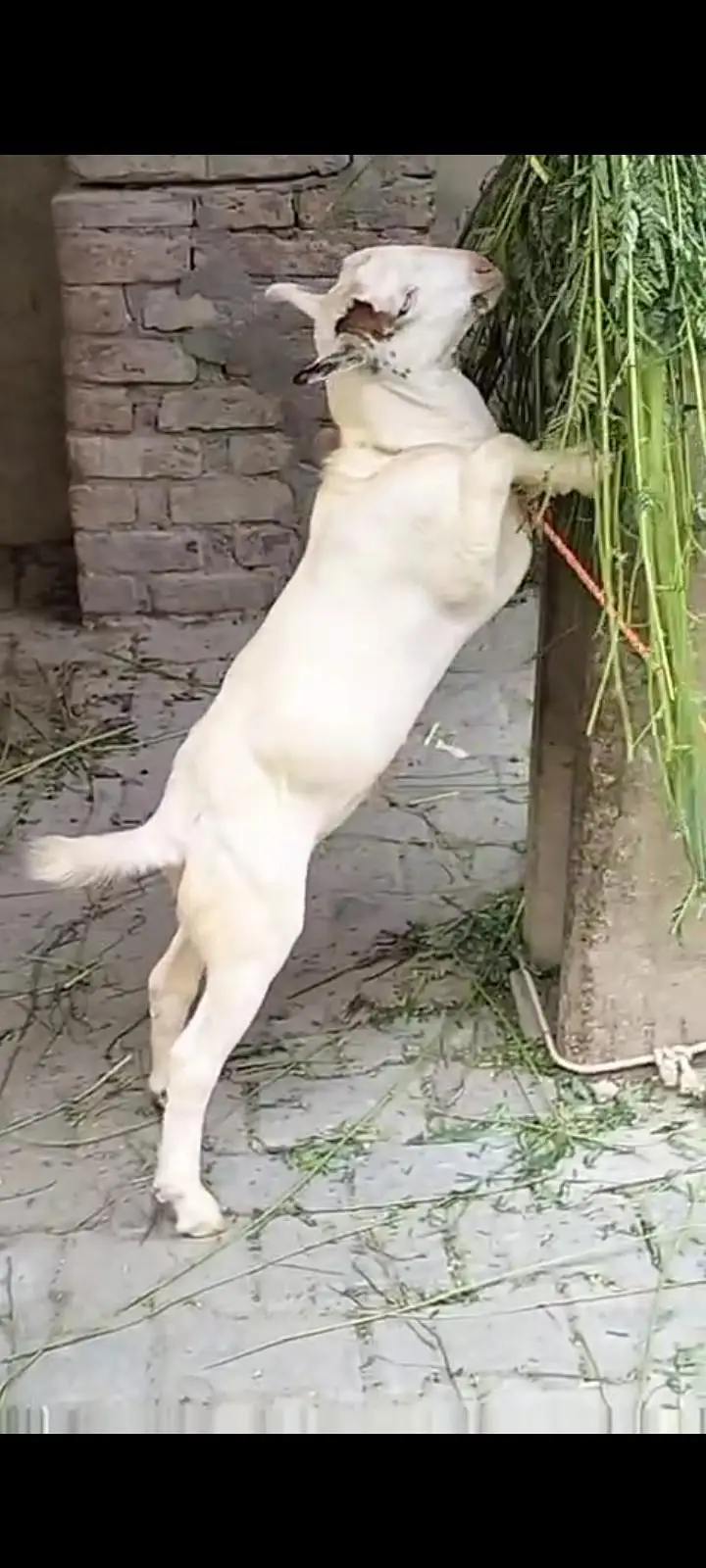 Pure Gubali Teda male kid# 03274116585 — photo 2