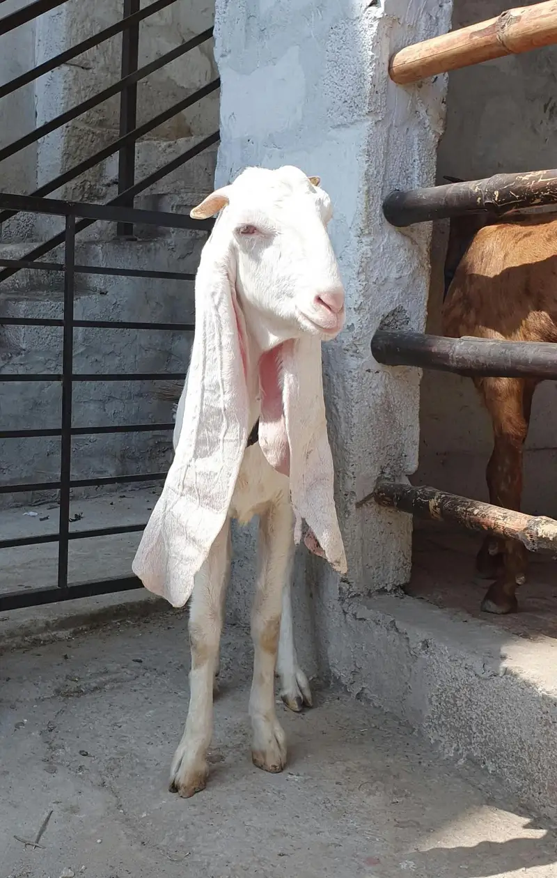 Sindhi Gulabi Path — photo 2
