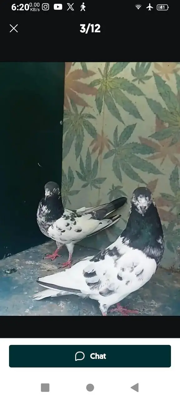 high flyer pigeons for sale — photo 3