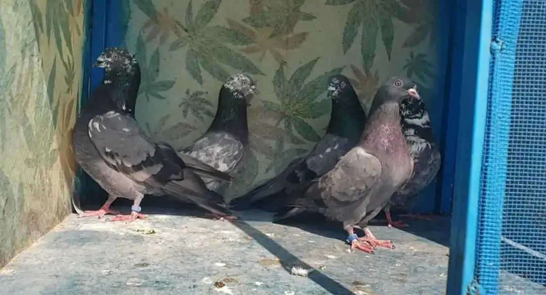 high flyer pigeons for sale — photo 5