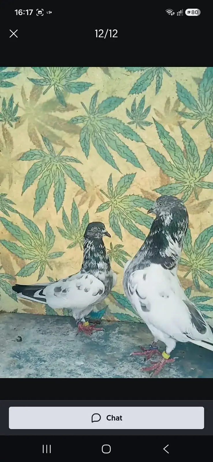 high flyer pigeons for sale — photo 8
