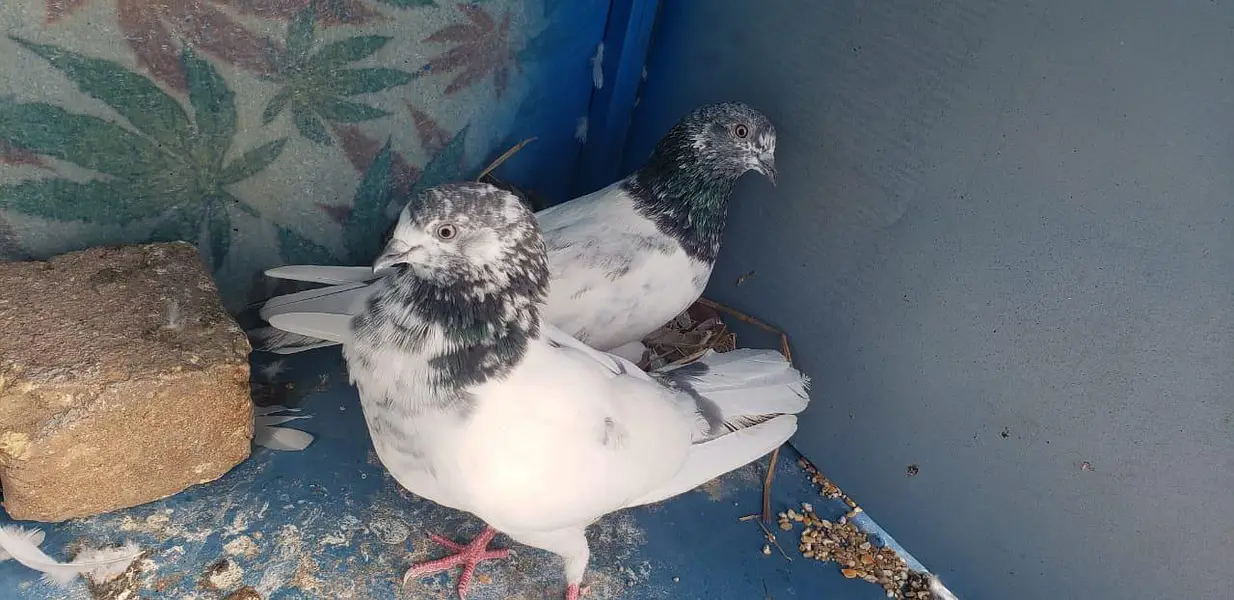 high flyer pigeons for sale — photo 9