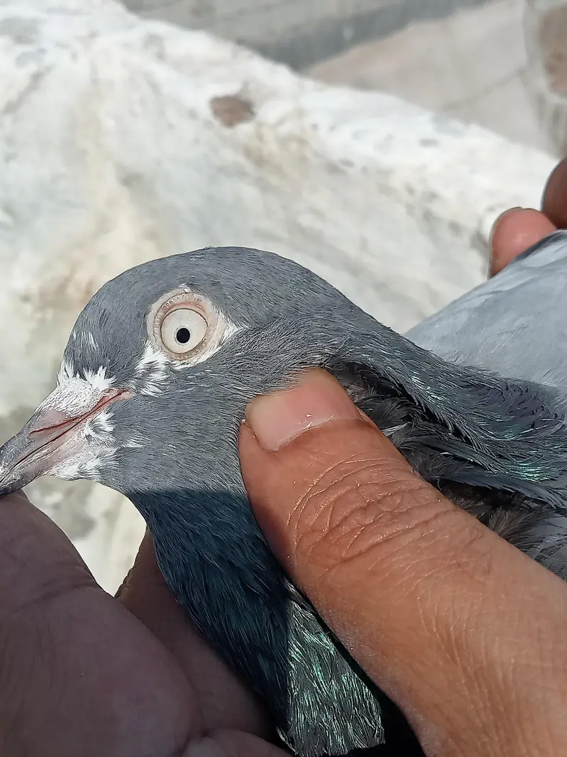 high flyer pigeons for sale — photo 10