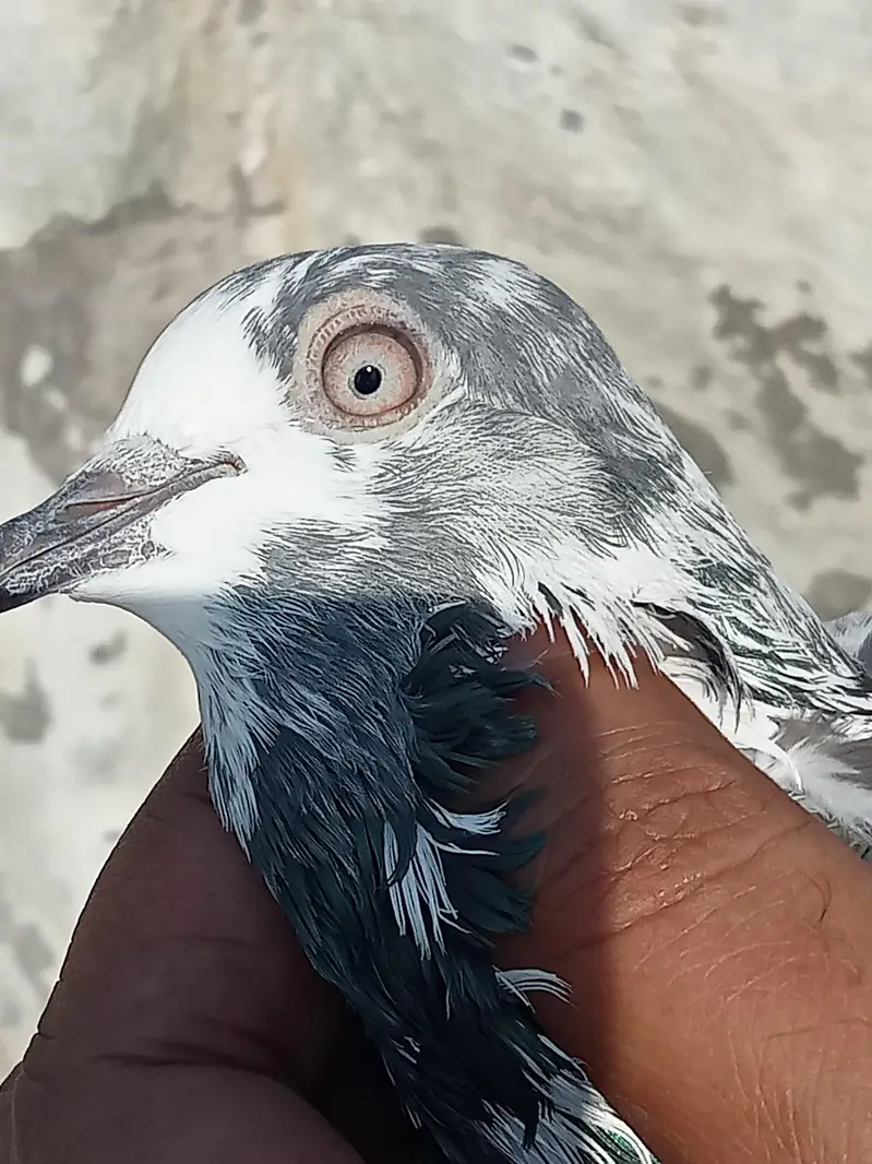 high flyer pigeons for sale — photo 11