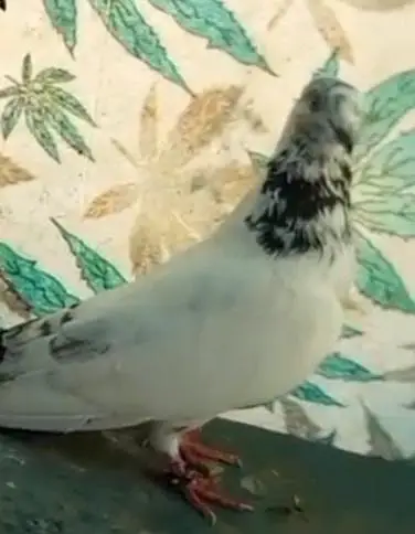 high flyer pigeons for sale — photo 12
