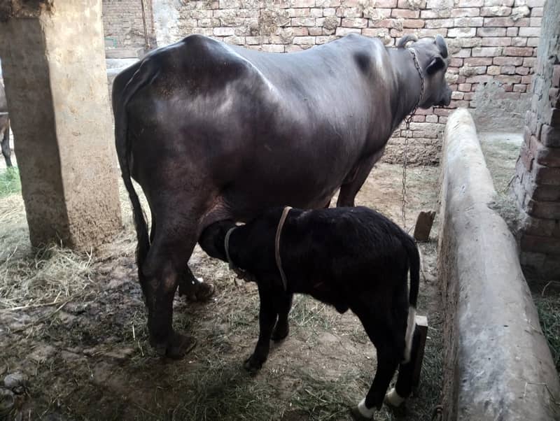 ایک عدد بھینس فروخت کے لیے دستیاب ہے گا 1