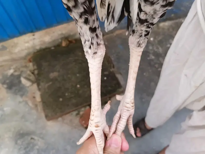 aseel patha for sale — photo 2