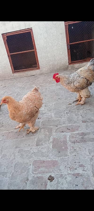 fancy hens for sale exchange posibal healthi and activ