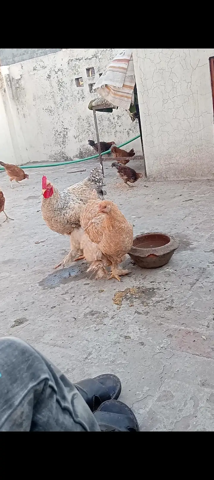 fancy hens for sale exchange posibal healthi and activ — photo 3