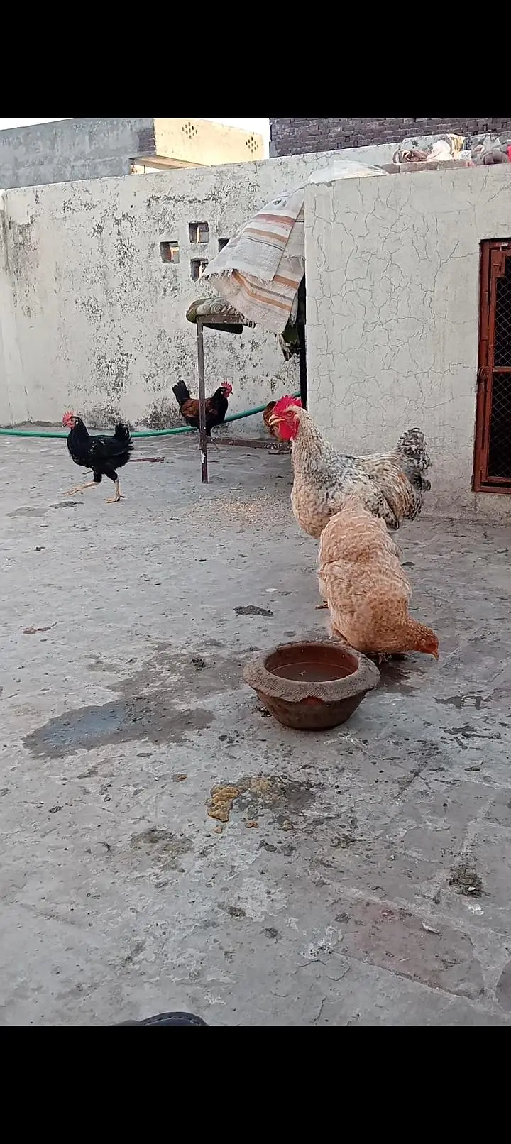 fancy hens for sale exchange posibal healthi and activ — photo 4