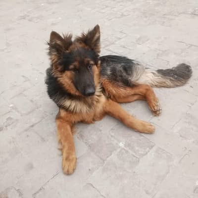 GSD Long Coat available for stud service