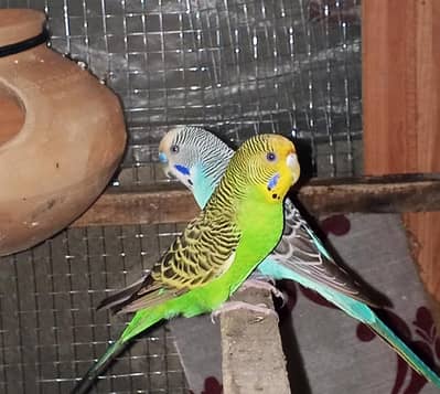 Australian Breeder pair