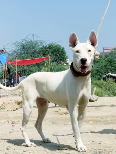 Bollywood female double body for sale