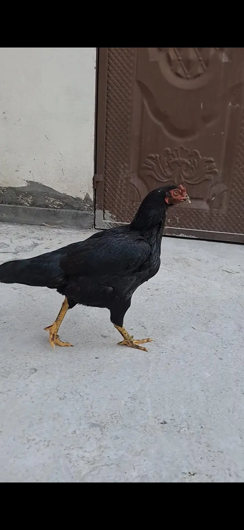 Aseel Old blood line Mushki lasani Madi — photo 5