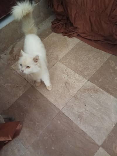 Quality Persian Punch face cat & kitten Male female