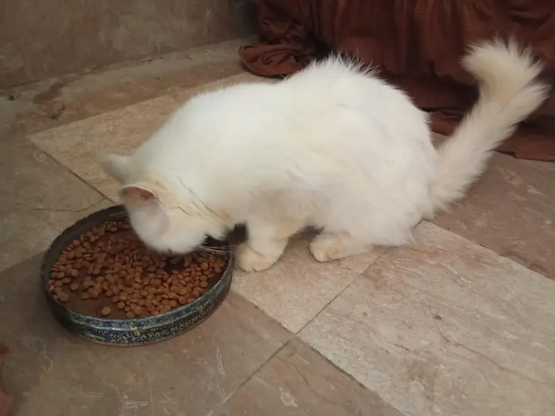 Quality Persian Punch face cat & kitten Male female — photo 2
