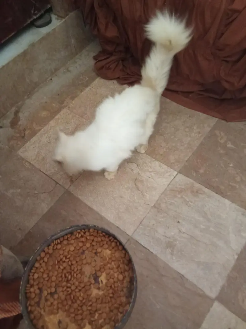Quality Persian Punch face cat & kitten Male female — photo 3